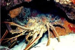 Lobster taken in Cozumel with the marine park they are pl... by Marylin Batt 